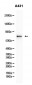 Phospho-RAF1 (Ser43) (14B11) Rabbit Monoclonal Antibody