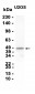 SERPINB3/4 (3Z7) Rabbit Monoclonal Antibody