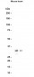 Syntaxin 1A (3W6) Rabbit Monoclonal Antibody