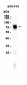 TYRP1 (7O11) Rabbit Monoclonal Antibody