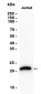 CD3 (19W11) Rabbit Monoclonal Antibody
