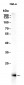 Calmodulin (18Y1) Rabbit Monoclonal Antibody