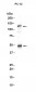 NFkB p105/p50 (2U13) Rabbit Monoclonal Antibody