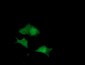DUPD1 (DUSP27) (8Z13) Mouse Monoclonal antibody