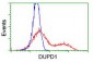 DUPD1 (DUSP27) (18V4) Mouse Monoclonal antibody