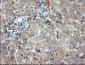 DUPD1 (DUSP27) (18A10) Mouse Monoclonal antibody