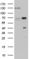 ZNF655 (6G5) Mouse Monoclonal antibody