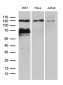 ZNF655 (6G5) Mouse Monoclonal antibody