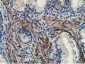 MICAL1 (14Q4) Mouse Monoclonal antibody