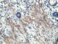MICAL1 (14Q4) Mouse Monoclonal antibody