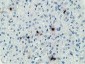 MICAL1 (14Q4) Mouse Monoclonal antibody