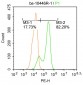 HPV16 E7 Rabbit pAb