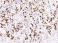 MUC6(ready to use) Mouse mAb