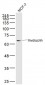 Involucrin Rabbit pAb