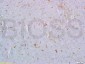 Galectin 9 Rabbit pAb