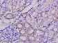 Galectin 9 Rabbit pAb