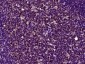 Galectin 9 Rabbit pAb