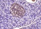 Galectin 9 Rabbit pAb