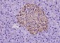 Galectin 9 Rabbit pAb
