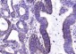 Galectin 9 Rabbit pAb