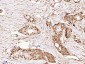 phospho-AMPK alpha 1 (Ser356) Rabbit pAb