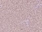 phospho-AMPK alpha 1 (Ser356) Rabbit pAb