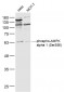 phospho-AMPK alpha 1 (Ser356) Rabbit pAb