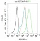 CD44V6/HCAM Rabbit pAb