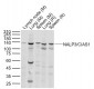 NALP3/CIAS1 Rabbit pAb