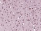 Heme Oxygenase 1 Rabbit pAb
