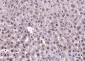 AEBP1 Rabbit pAb