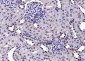 AEBP1 Rabbit pAb