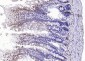 AEBP1 Rabbit pAb