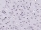 AEBP1 Rabbit pAb