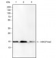 Di-Methyl-Histone H3 (Lys27) Recombinant Mouse mAb