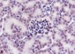 Di-Methyl-Histone H3 (Lys27) Recombinant Mouse mAb