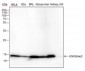 Di-Methyl-Histone H3 (Lys56) Recombinant Rabbit mAb