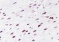 Di-Methyl-Histone H3 (Lys56) Recombinant Rabbit mAb