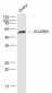 SCARB1/Scavenger Receptor BI Rabbit pAb