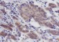 PLCB3 Recombinant Mouse mAb