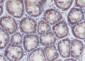 PLCB3 Recombinant Mouse mAb