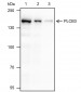 PLCB3 Recombinant Mouse mAb