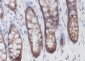 PLCB3 Recombinant Mouse mAb