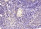 Retinoic acid induced 17 Rabbit pAb