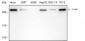 FASN Recombinant Rabbit mAb