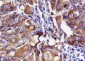 FASN Recombinant Rabbit mAb