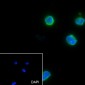CD62L Recombinant Rabbit mAb