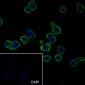 CD62L Recombinant Rabbit mAb