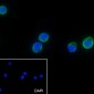 CD62L Recombinant Rabbit mAb