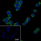 CD62L Recombinant Rabbit mAb
